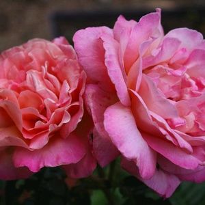 Meet your Posher, Genesis